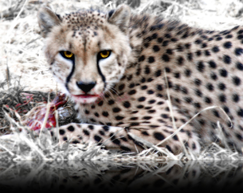 Image of a cheetah